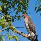 Watching like a Hawk1